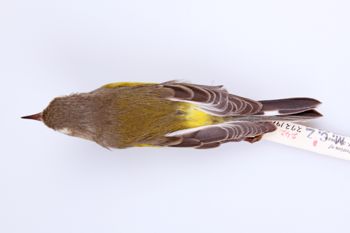 Media type: image;   Ornithology 272190 Description: Dendroica magnolia;  Aspect: dorsal
